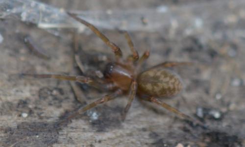 Réf. 295 071 : Amaurobius erberi